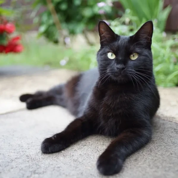 Bombay cat